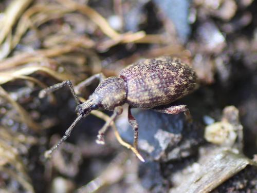 Otiorhynchus sp.